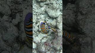 Pauwoogkeizersvis Pygoplites diacanthus scubadiving fish diving snorkeling fishing scuba [upl. by Seavir849]