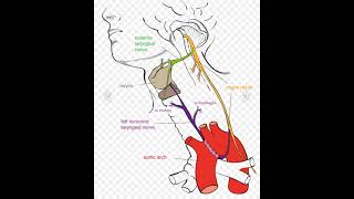 Recurrent Laryngeal Nerve [upl. by Oisorbma]