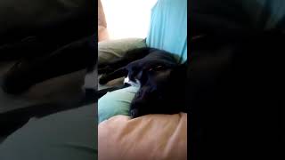 COOPER DREAMING fyp viral funny pets [upl. by Ogram]