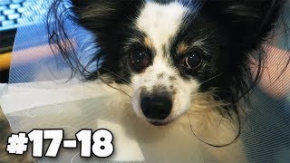 MÓJ PIESEK MIAŁ OPERACJĘ 🐶 1718 Vlogmas 2017 [upl. by Snahc]