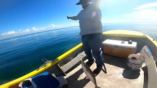 How to catch mackerel using a paravane Easy as [upl. by Camarata]