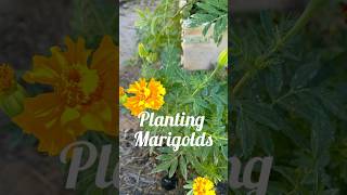 One of the easiest flowers to grow marigolds [upl. by Katzen]