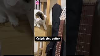 quotCat Playing Guitar 🎸🐱 Impossible Not Quite 😲quotcatlover catshorts [upl. by Eahsed779]