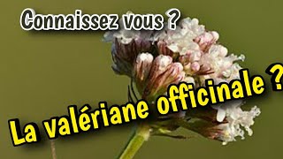 Connaissez vous la valériane officinale  3 [upl. by Ramiah]