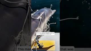 This man rescued a dolphin that was trapped in a fishing net and then animalshorts [upl. by Ardisj]