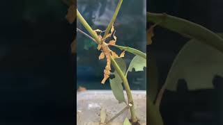 Spiny Leaf Insect  Pet shop insects nature australia foryou funny foryou fyp [upl. by Arait]