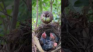 The Heartwarming Moment of a Bird Feeding Its Chicks [upl. by Bumgardner]