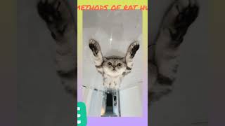 modern methodes of catching thieves funny cat comedy memes [upl. by Elatsyrc512]