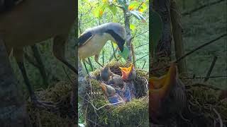 The insane Mother bird feeding baby life in nests bird lifecharmingbird nestShorts  BirdNesting [upl. by Anwahsad]