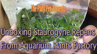 Staurogyne Repens Unboxing From Aquarium Plants Factory [upl. by Suoirad]