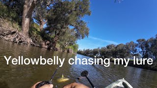 yellowbelly follows my lure golden perch fishing [upl. by Aynam]