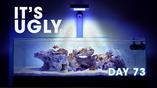 🪸 ADDING LIFE TO MY MARINE ECOSYSTEM DAY 73  EP2 SHALLOW REEF TANK [upl. by Alaet]