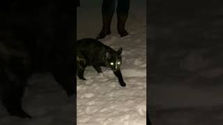 Torty Cat Penelopes Shocking Snow Experience [upl. by Atinuj661]