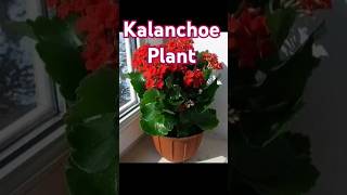 Kalanchoe  Christmas Kalanchoe plant🌲 kalanchoeplant gardening iloveflowers [upl. by Dotson13]