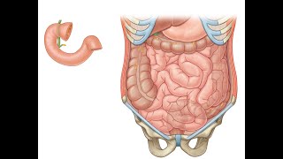 Small Intestine 3 parts [upl. by Thanasi]