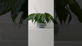 Lets give this Peace Lily some Water Spathiphyllum wallisii plants 🪴 [upl. by Farand]