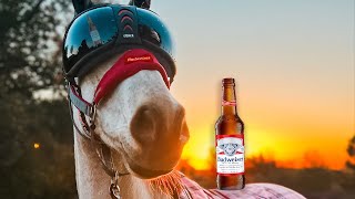 Budweiser  SUPER BOWL CLYDESDALES 2023 [upl. by Farman]