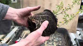 Cotoneaster cuttings for Bonsai  repotting amp root pruning [upl. by Daphna963]