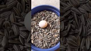 cockatiel birds eggs crack solution 🦜 shortsfeed birds birdslover birdscare [upl. by Zelma]