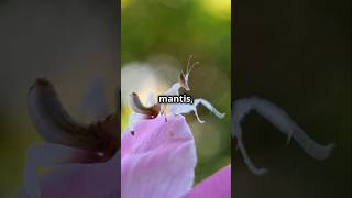 The Orchid Mantis Natures Flower Assassin [upl. by Gustavo]