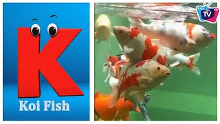 Sea Animals ABC Song for Kids  Phonics for Kids  Alphabet Letters [upl. by Zaremski]