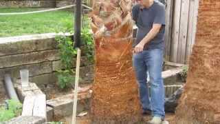 How To Prune a Mexican Fan Palm Tree [upl. by Brunelle]