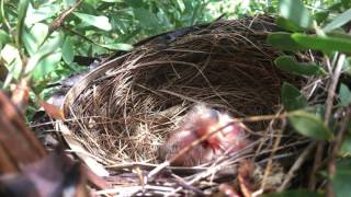 Blackbird nest  Day 2 [upl. by Davide]