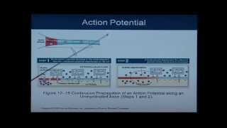 Anatomy and Physiology Chapter 12 Part 2 Nevous SystemNeural Tissue Anatomy and Physiology Help [upl. by Humph]