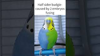 Half sider budgie [upl. by Marteena]