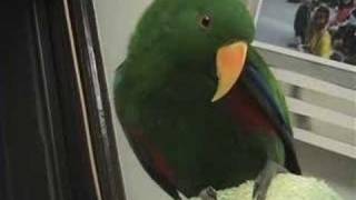 Riley the Amazing Talking Parrot  Best Bits [upl. by Ellord]