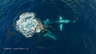 Huge Humpback Whales play with dolphins [upl. by Chubb321]