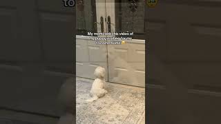 Heartwarming Your Pet Waiting for You to Come Home from Work dogemotions dogbehavior petemotion [upl. by Joyce]