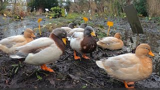 Dwarf Saxony Ducks [upl. by Venn372]