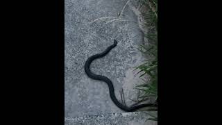 Red bellied black snake highly venoumous venomous wildlife australia dangerous sunshine [upl. by Gerti583]