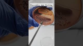 Macconkey Agar Sticking  Microbiology Media Preparation shorts feedshorts science microbiology [upl. by Rettuc]