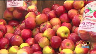 Celebrate fall at the Oak Harbor Apple Festival  Good Day on WTOL 11 [upl. by Leinahtam]