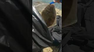 PB San Dab fishing fish beach sanddab fishing fishinglife fillet shrimp [upl. by Anitsihc]