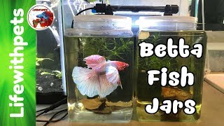 Setting up One Gallon Betta Fish Jars [upl. by Dart]