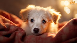 Dog Music Relaxation Therapy  Over 24 HOURS of the best antianxiety music for Cats and Dogs 1 [upl. by Jed]