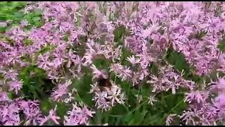 Bee at work pollinating Ragged Robin Lychnis floscuculi British Native moist plant [upl. by Terrab]