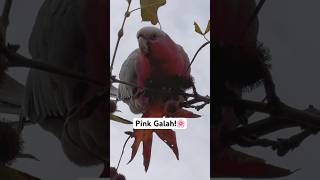 Galah Cockatoo Sounds [upl. by Barris]