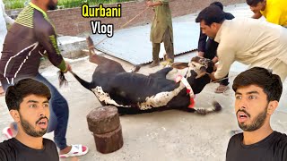 Qurbani Vlog 😍 Zohaib Sabir Vlogs [upl. by Dogs]