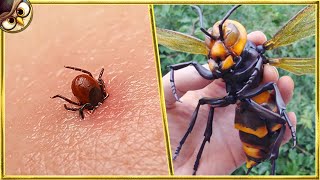 30 Most Dangerous Insects In The World [upl. by Yahsram]