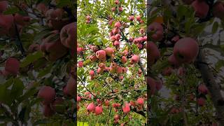 Apple🍎🍎🍎gardentree of kashmir💚shorts [upl. by Eenaj]