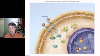 Cinelecture 67c  Cancer Oncogenes amp the Cell Cycle [upl. by Offen]