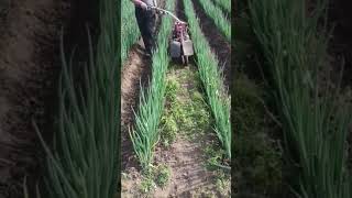 Green onion field drainage ditch construction machine [upl. by Marcos]