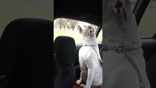 MISS SUGAR DOG 👍 CAR RIDE bulldog dogs shortvideo trending everyone foryou shorts pets [upl. by Salamanca]