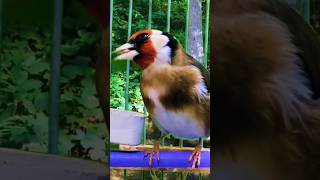 The Shocking Truth About Goldfinch Song You Wont Believe [upl. by Nibbor494]