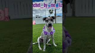 Crochet Aloha Lei handmade yarn crochet dog crochetlei madewithlove crochetlove prettygirl [upl. by Nguyen]