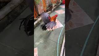 Super Brown red 🐓 trending shortvideos gamefarm [upl. by Farrel]